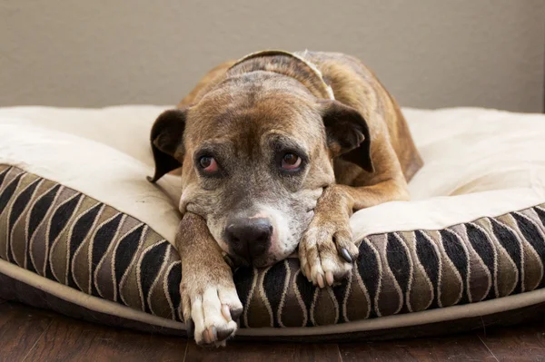 Trauriger brauner Hund im Bett — Stockfoto