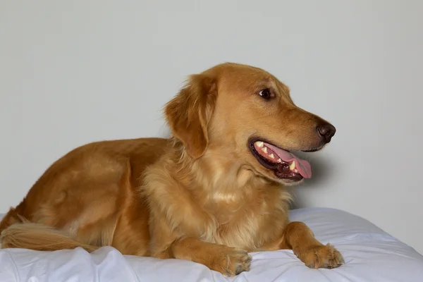Glada Golden Retriever hund om — Stockfoto