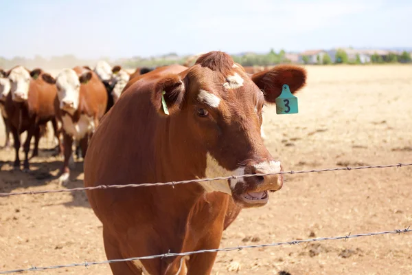 Vache brune — Photo