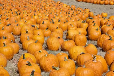 Halloween pumpkins bir alanda