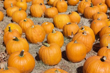 Halloween pumpkins bir alanda