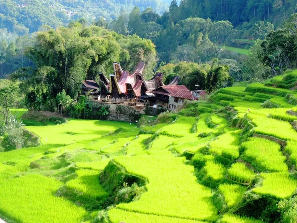 Lindo Campo Arroz Toraja Casas Sulawesie Indonésia — Fotografia de Stock