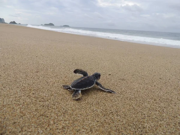 Pequena Tartaruga Pela Primeira Vez Oceano — Fotografia de Stock