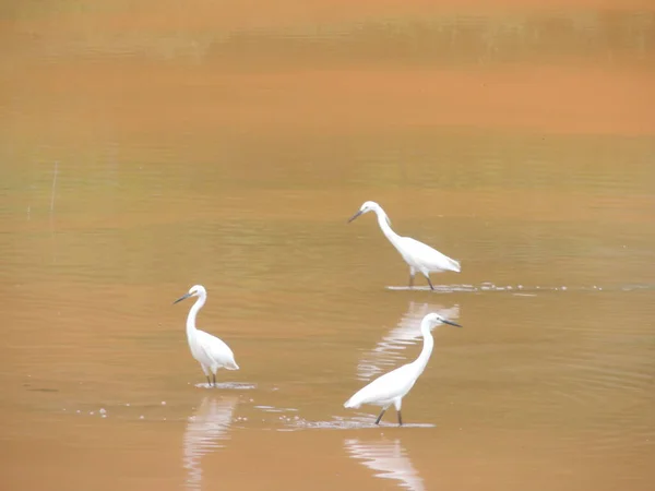Sulawesi Endonezya kuşları sabah güneşinde