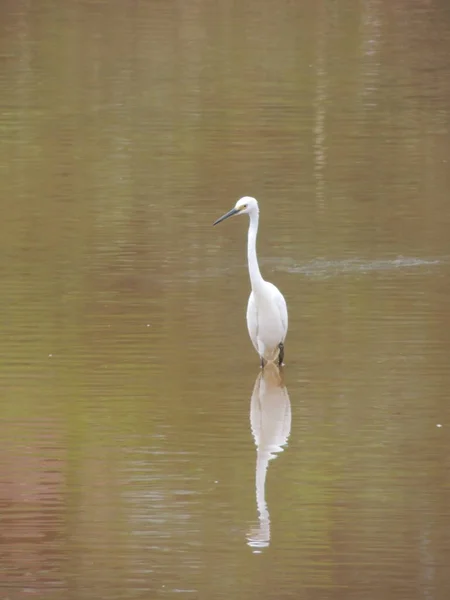 Sulawesie Endonezya kuşları sabah ligth