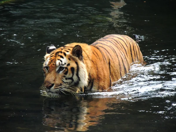 Wild Sumatran Tiger River — Stock Photo, Image