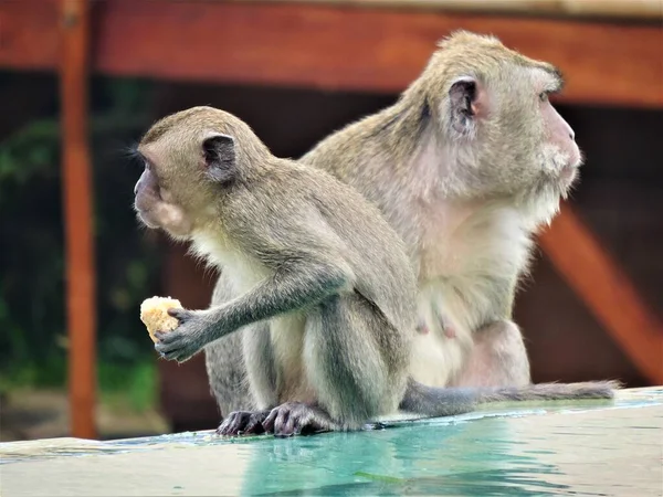 Denpasar Bali Endonezya 'da Komik Maymunlar 