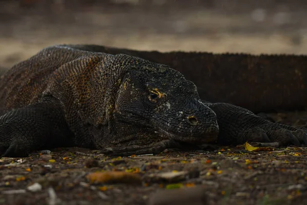 Komodo ejderhası (Varanus komodoensis) Endonezya 'da bulunan dünyanın en büyük kertenkelesi.