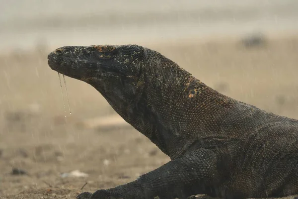 Komodo ejderhası (Varanus komodoensis) Endonezya 'da bulunan dünyanın en büyük kertenkelesi.