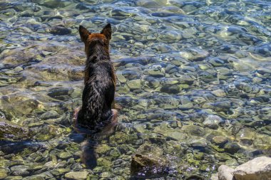Suda oturmuş denize bakan bir köpek.