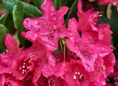 Pembe çiçekler sabah çiğ tanesinde                               