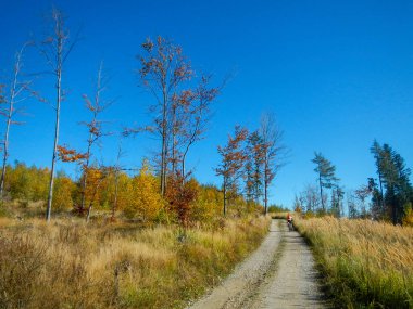 Renkli yaprakları olan sonbahar ağaçları güzel gün ışığında