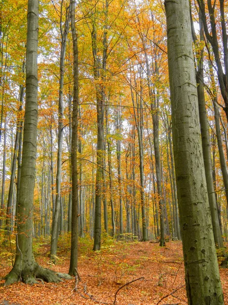 Árboles Otoñales Con Hojas Coloridas Bajo Hermoso Sol — Foto de Stock