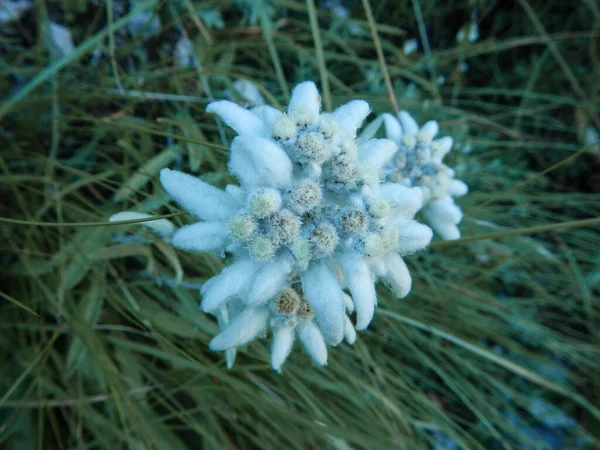 Alpine Edelweiss Flowers Hidden Grass Alps — Stock Photo, Image