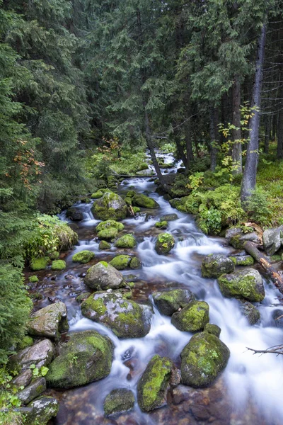 Arroyo Montañoso Que Fluye Través Del Bosque Tatra — Foto de Stock