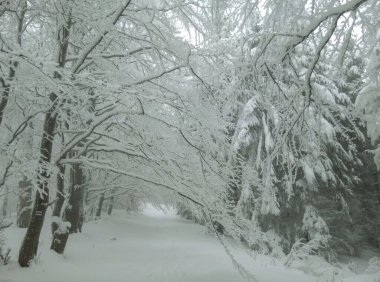 Yoğun bir ormanda karla kaplı ve donmuş ağaçlar.