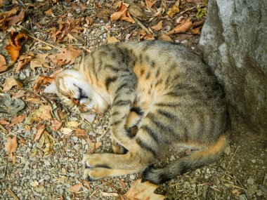 Sıcak bir öğleden sonra sonbahar yapraklarında uyuyan evcil bir kedi.