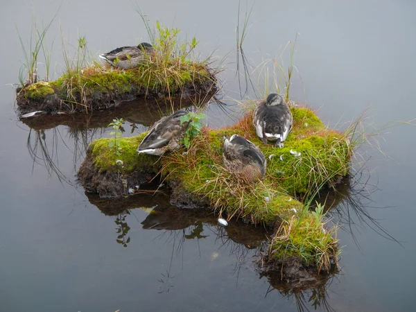 Wild Ducks Spending Time Small Islands Lake Fog — Stock Photo, Image