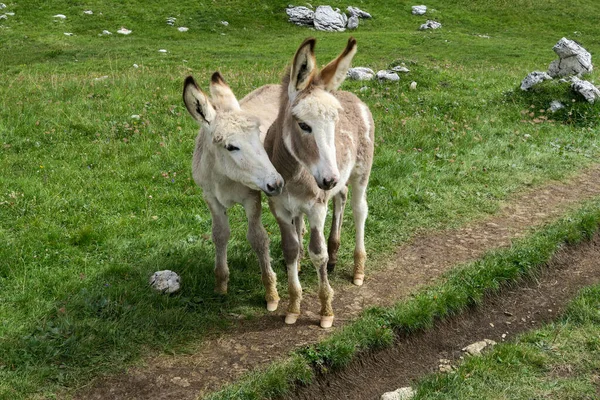 Wild Donkeys Meadow Dolomites Mountains — Stock Photo, Image