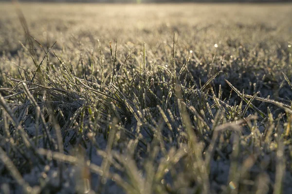 Rime Hierba Helada Mañana — Foto de Stock