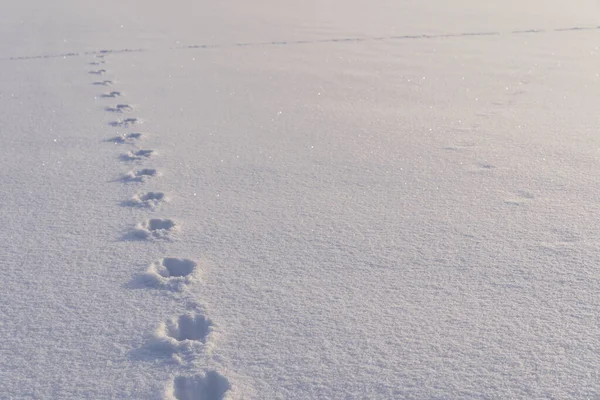 Ίχνη Ζώων Που Αφήνονται Ένα Λείο Στρώμα Φρέσκου Χιονιού — Φωτογραφία Αρχείου