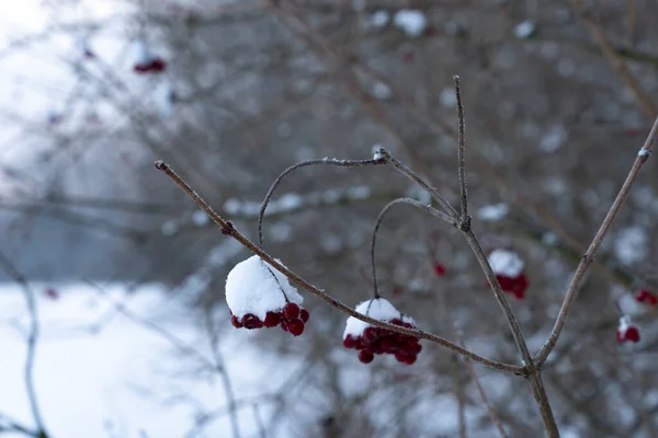 雪に覆われた赤いローワンの凍った残骸 — ストック写真