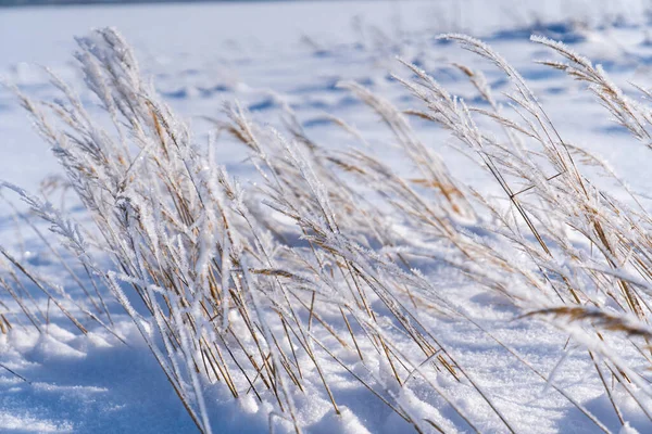 结霜的干草从厚厚的积雪下冲出 — 图库照片