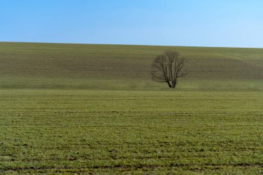 Dekoratif görünen bir ağaca bakan yeşil çimen ve mavi gökyüzü arasındaki mükemmel ayrım..
