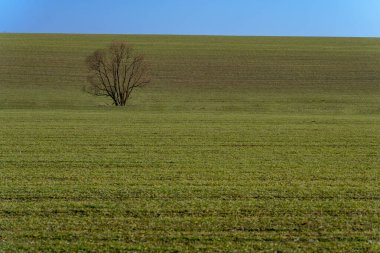 Dekoratif görünen bir ağaca bakan yeşil çimen ve mavi gökyüzü arasındaki mükemmel ayrım..