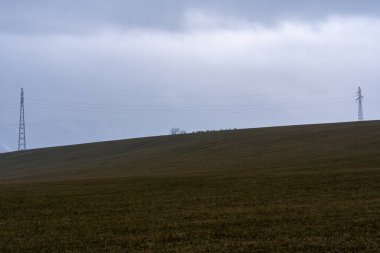 Bir çayırda büyük bir vahşi geyik sürüsü.