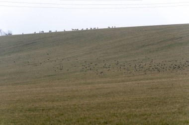 Bir çayırda büyük bir vahşi geyik sürüsü.