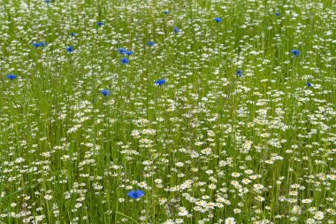 Çimenli yabani çiçek çayırı, yabani çiçeklerle dolu.