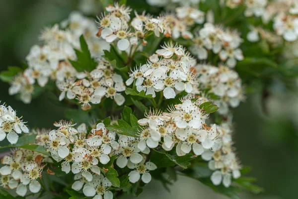 Çimenli yabani çiçek çayırı, yabani çiçeklerle dolu.