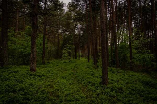 Ein Geheimnisvoller Wald Eine Straße Versteckt Einem Dichten Wald — Stockfoto