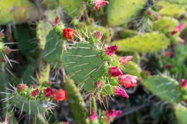 Hırvatistan 'ın Hvar adasında dikenli armut kaktüsü açıyor