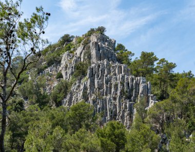 Yoğun bir ormanda yüksek tırmanma
