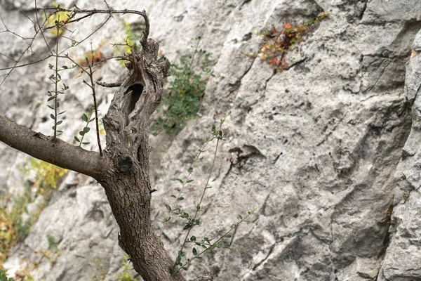 Árvore Seca Pano Fundo Rochas Ensolaradas — Fotografia de Stock