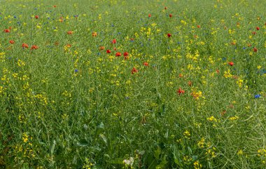 Çok güzel ve çiçekli bir çiçek çayırı, bal taşıyan