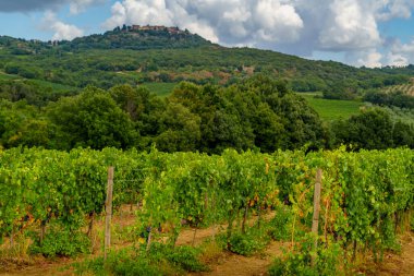 Üzüm bağı önü, yoğun yeşil tepeler, uzak tepe kasabası parçalı bulutlu gökyüzünün altında.