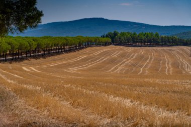 Arka planda tepeleri olan yeşil çam ağaçlarıyla çevrili altın hasat tarlası, Toskana.
