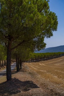 Çam ağaçlarının gölgeli bulvarı Tuscany tepelerindeki güneşli, altın bir tarlanın yanında bir köy yolu çiziyor..