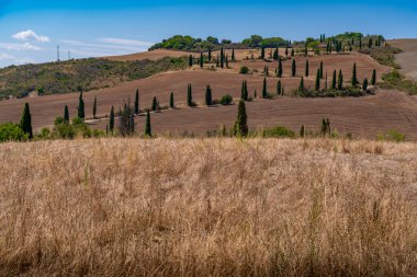 Dry golden hills dotted with rows of slender cypress trees under a clear blue sky, classic Tuscany view.