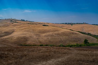Uzun selvi sokağıyla altın yamaç tepe, derin mavi gökyüzü, yaz sonu Toskana manzarası.