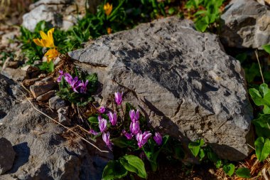 Hassas pembe siklamenler ve sarı timsahlar güneş taşı yanındaki yeşil yapraklardan çıkar..