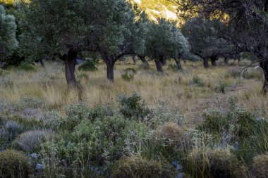 Kıvrık zeytin ağaçları kuru otlar ve yabani çalılardan oluşan bir halının üzerinde duruyor. Gümüş taçları son sıcak ışığı yakalıyor ve sessiz koruluğa doğru süzülüyor..