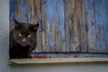 Sarı gözlü kara kedi yıpranmış mavi ahşap panjurların önündeki dar bir çıkıntıda çömeliyor..