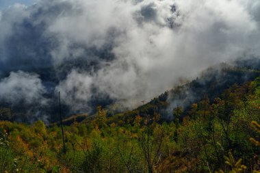 Yoğun sis orman yamacının üzerinde hareket eder, zirveleri gizler ve dramatik atmosferi gözler önüne serer..