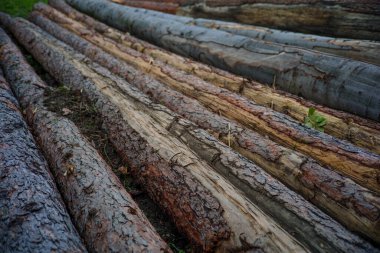 Sıraya dizilmiş taze çam kütükleri, desenli ağaç kabuğu ve tahıl doğal gün ışığında görülebilir..