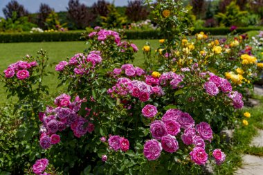 Parlak pembe ve sarı güller güneşli bir yaz gününde bahçe yolunda çiçek açıyor.