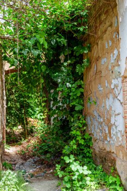 Harap olmuş bir yapının içinde, sık yeşil sarmaşıklar, yıpranmış duvarın yanındaki, pul pul sarkık duvarları yutar.